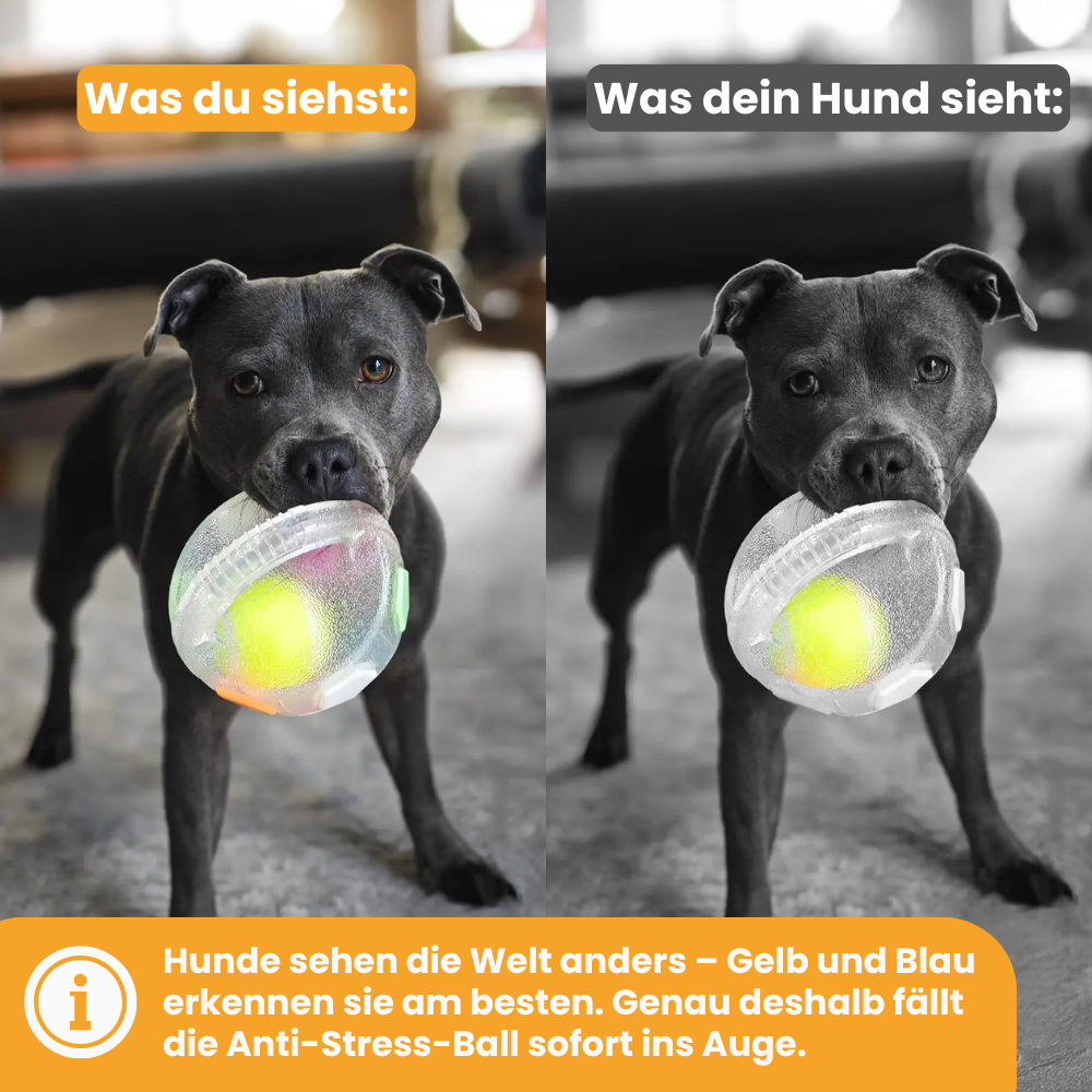 Der Pfoties® Anti-Stress-Ball ist ein robustes, beruhigendes Hundespielzeug mit stabilem Griff und sichtbarem Tennisball im Inneren. Perfekt zum Kauen, Tragen und Stressabbau – aus langlebigem TPR-Material für glückliche Hunde.