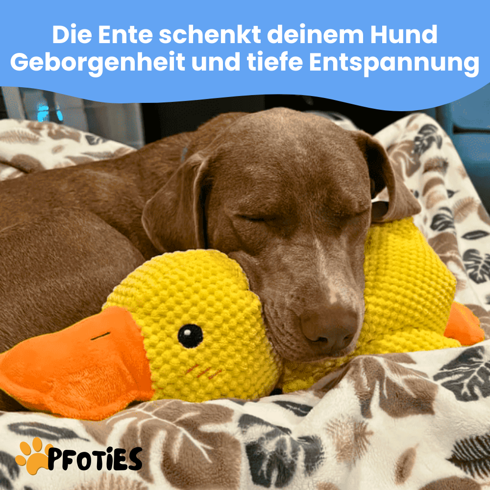 anti-stress-ente_pfoties_4