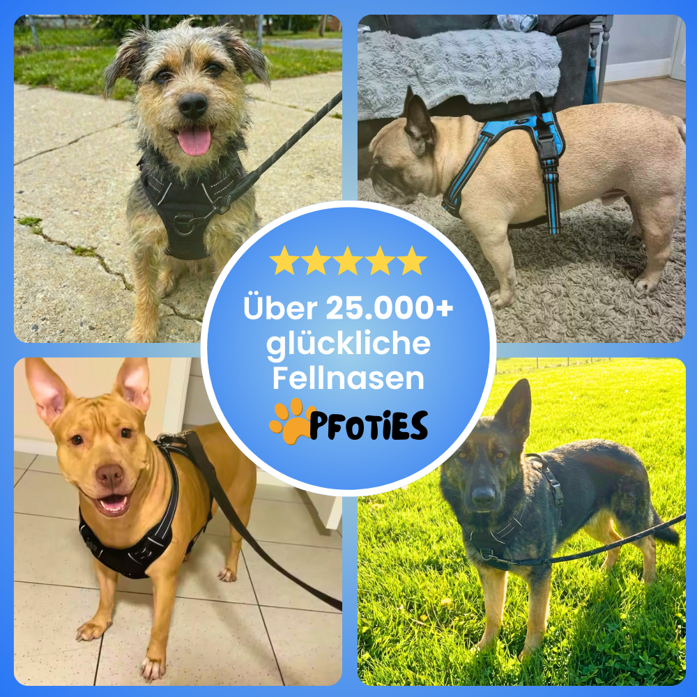 GassiHeld - Anti-Zieh-Geschirr