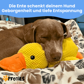 anti-stress-ente_pfoties_4
